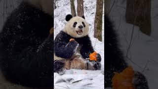 坐在雪地上吃南瓜的馨墩墩~ Super Cute Panda XiaoXin Sitting In The Snow Eating Pumpkins2022 #shorts