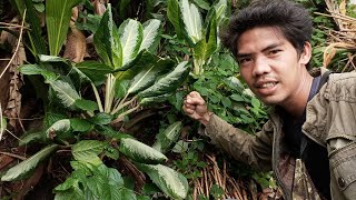 Jangan pikir panjang ketemu tanaman ini || Berburu tanaman hias di hutan