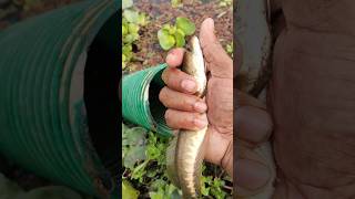 Hand Fishing in pipe water hyacinth pot  #fishing #shorts