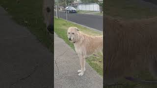 It's a proud moment when your Australian Staghound dog can do this all by himself 🤩