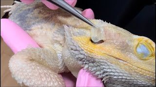 🦎🩵脱皮寝落ちミミンギの音『ポン』聞いてみてhe's so comfortable he's fast  asleep【サンちゃん】ご視聴頂きありがとうございますthank 🩵