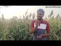 ज्वारी निसवतांना काय काळजी घ्यावी practicalfarming sorghum jwari