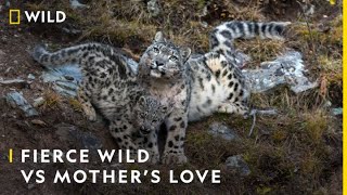 Fierce Wild vs Mother’s Love | The Frozen Kingdom of The Snow Leopard | Nat Geo Wild