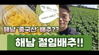 010-3411-3725. 중국산배추? 해남아닌데 해남배추?? 해남 최고의 절임배추 어떻게 만들어지는지. 보여드리겠습니다. 해남 스테비아 절임배추