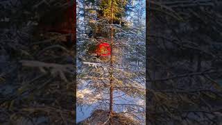 Farmikko tree shear working in winter forest, in Finland.