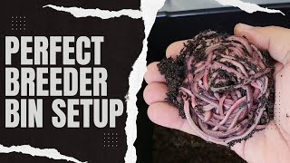 How to Set Up A Worm Breeding Bin with 100 African Night Crawlers