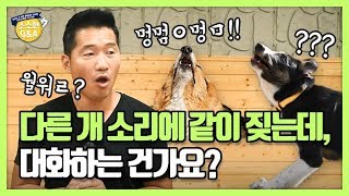 [Eng sub] 다른 강아지 짖는 소리에 같이 짖는데, 대화하는 건가요?｜강형욱의 소소한 Q\u0026A