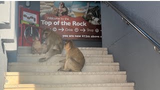 EUROPE 'S ONLY WILD MONKEY POPULATION. EPIC VIEW POINT WITH 3 COUNTRIES: SPAIN, MOROCCO, GIBRALTAR!