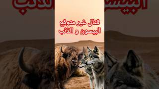 قتال غير متوقع البيسون و الذئب #عالم #الحيوانات #الحيوانات_البرية #معلومات #الطبيعة #shorts