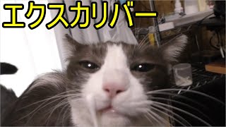 みーちゃん猫がカーテンレールの上にのったり、ブラッシングされたり、エクスカリバーで突かれたり、その後ドコモに絡んで舐めまくったりいつもどおりの日常、１０月３１日…１０月の終わり