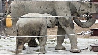 20211102 上野動物園　アジアゾウ①　朝の授乳タイム　鼻をまるめてゴクゴク飲むアルン　フィーダーのおやつを落として食べるウタイ