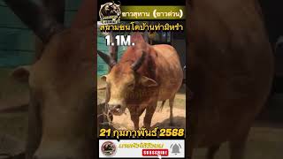 ขาวสุทาน_ขาวด่วน สนามชนโคบ้านท่ามิหรำ 21 กุมภาพันธ์ 2568 #นายหัวใต้วัวชน #ดูวัวชน #วัวชน #วัว