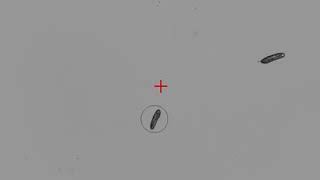 Automatic tracking of Paramecium