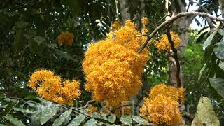 Gapis tree in full bloom, Malaysia. 20210221_125535.uhd