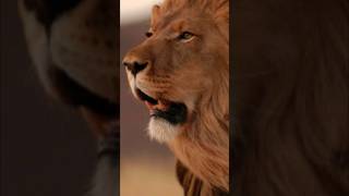 Lions that eat people | شیرهایی که ادم میخورند | #facts #animals #حقايق #حیوانات