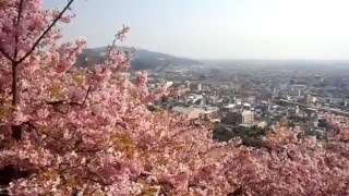 松田の河津桜（第１８回まつだ桜まつり）