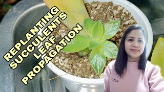 REPLANTING SUCCULENTS LEAF PROPAGATION(english subtitle)