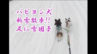 パピヨン犬の新雪散歩、足に雪団子一杯付けて疲れた!  2022.12.19 PM2:30の新潟市内は雪が降り積もる!