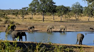 Kruger National Park Satara to Berg n Dal - Stompie the Cheetah