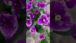 Top 10 Rare Bougainvillea Collection/ Bougainvillea plants