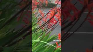 火星花Crocosmia