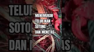 Ini dia penampakan telur sotong yang menetas #animalkingdomind