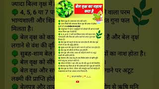 💁🏼‍♀️🌳बेल वृक्ष का महत्व क्या है Bel patra ka mhatva kya hai #shorts #belpatrakefayde #vastu #bhakti