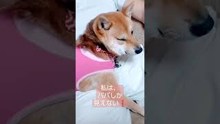 ここから 離れられない❗️#豆柴#子犬#抱っこ好き犬