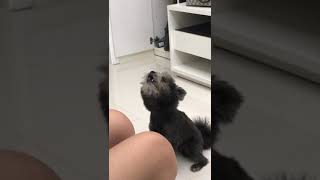 My dog singsing狗狗唱歌