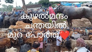 കുഴൽമന്ദം ചന്ത no 1 cattle market❤🐃