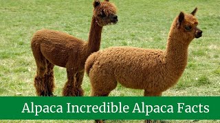 Alpaca Incredible Alpaca Facts! || Alpaca Scientific Name || Alpaca Predators and Threats