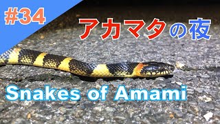 #34【Eng sub】奄美の夜はアカマタいっぱい　Many Ryukyu odd-tooth snakes in Amami