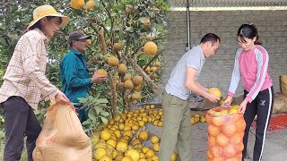 Harvesting grapefruit at the end of the year, preparing for Tet holiday - a wonderful experience