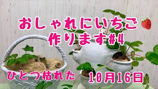 おしゃれにイチゴ作りますNo.4アイベリーがひとつ枯れた10月16日