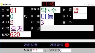 예천축산농협 5월 27일 경매가축시장