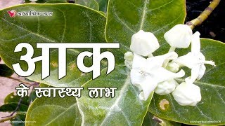 आक के स्वास्थ्य लाभ - Health Benefits of Ach