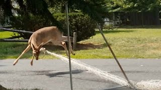 deer vs. soccer net