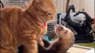 末っ子猫とフェレットのバトルが始まりましたw | Cat\u0026Ferret