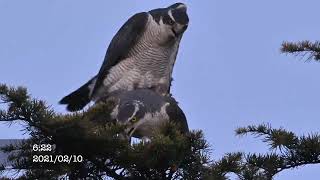 2021年2月のオオタカ観察まとめ NorthernGoshawk