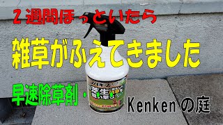 【Vol27】芝生を再生したい！雑草だらけで10年間メンテナンスしなかった芝生の再生物語。何もせずに2週間たつと雑草が増えます。