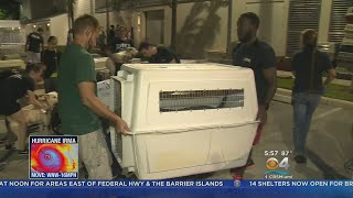 Shelter Animals Flown To Safety Away From Hurricane Irma's Path