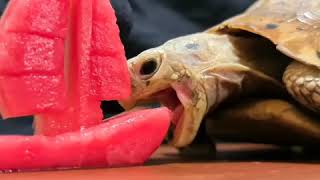 #Tortoise Eating #Sailboat #ASMR 🐢 #Animal #ASMR #YouTube #shorts