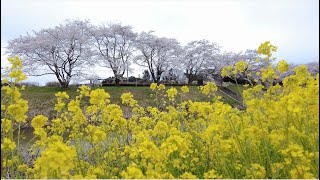 松島・幡谷地区　高城川沿いの桜並木 2021年