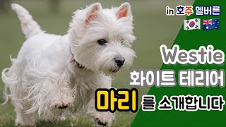 White Terrier Marie's first  introduction video - the dog living in Melbourne, Australia.