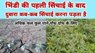 राधिका भिंडी की पहली सिंचाई बाद दुबारा कब पानी दे|Radhika bhindi sinchayi dubara khet me pani|खेती ?