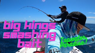 Big Kingfish Smashing Bait - Topwater Fishing Paradise in Victoria!