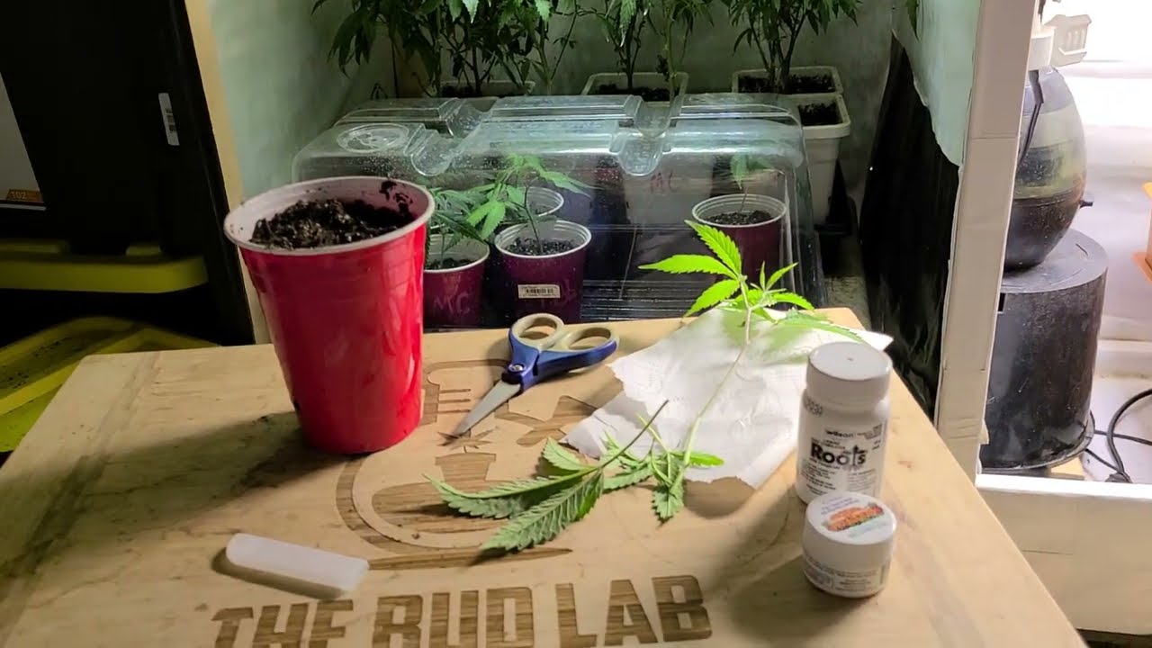 Easiest Way To Clone Cannabis Plants - YouTube