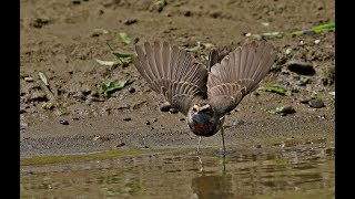 The Bluethroat's Adventures on the way home trip, 藍喉鴝回鄉奇遇記