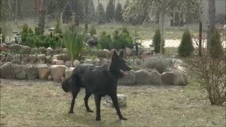 Pierwszy rok z owczarkiem belgijskim groenendael