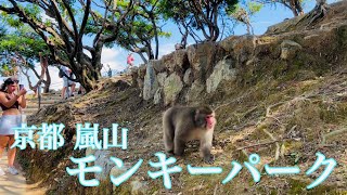 2023年8月22日 【外国人観光客に人気の京都】嵐山モンキーパークを歩く walk in Arashiyama Monkeypark 【4K】